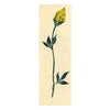 Yellow Bud Flower – Original 1940s gouache painting