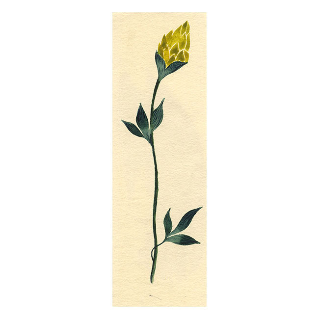Yellow Bud Flower – Original 1940s gouache painting