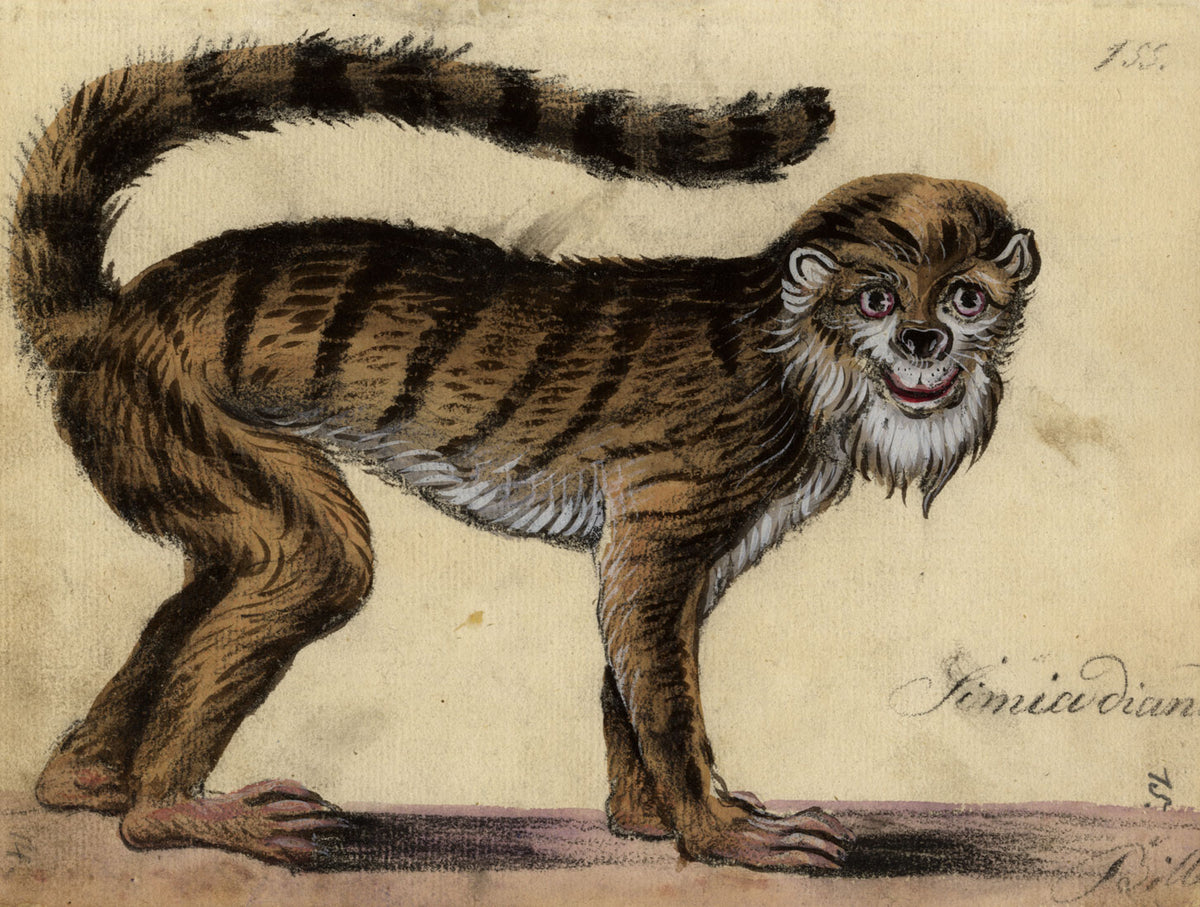 Leopold Billek, Spotted Monkey