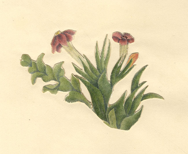 Pink Trumpet Flowers – Original early 19th-century watercolour painting