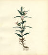 Hedge Hyssop (Gratiola Officinalis) Flower – c.1830s watercolour painting