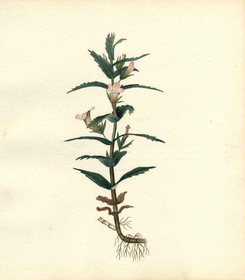 Hedge Hyssop (Gratiola Officinalis) Flower – c.1830s watercolour painting