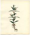 Hedge Hyssop (Gratiola Officinalis) Flower – c.1830s watercolour painting