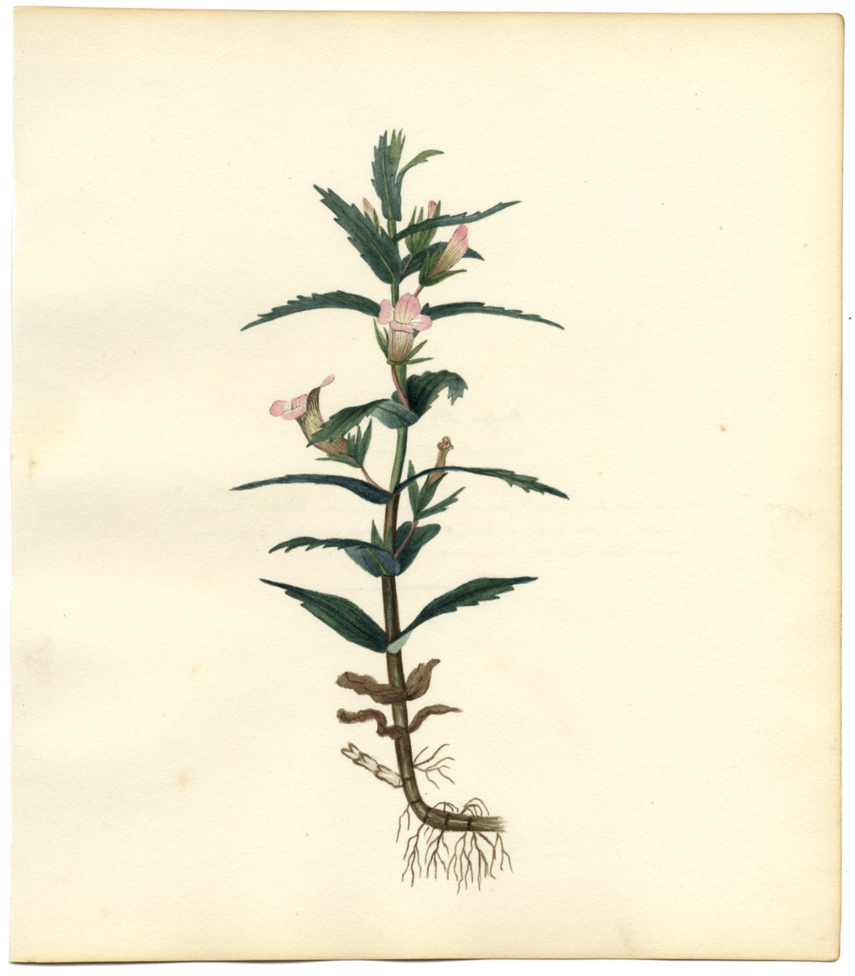 Fiore di issopo (Gratiola Officinalis) – dipinto ad acquerello del 1830 circa