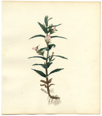 Hedge Hyssop (Gratiola Officinalis) Flower – c.1830s watercolour painting