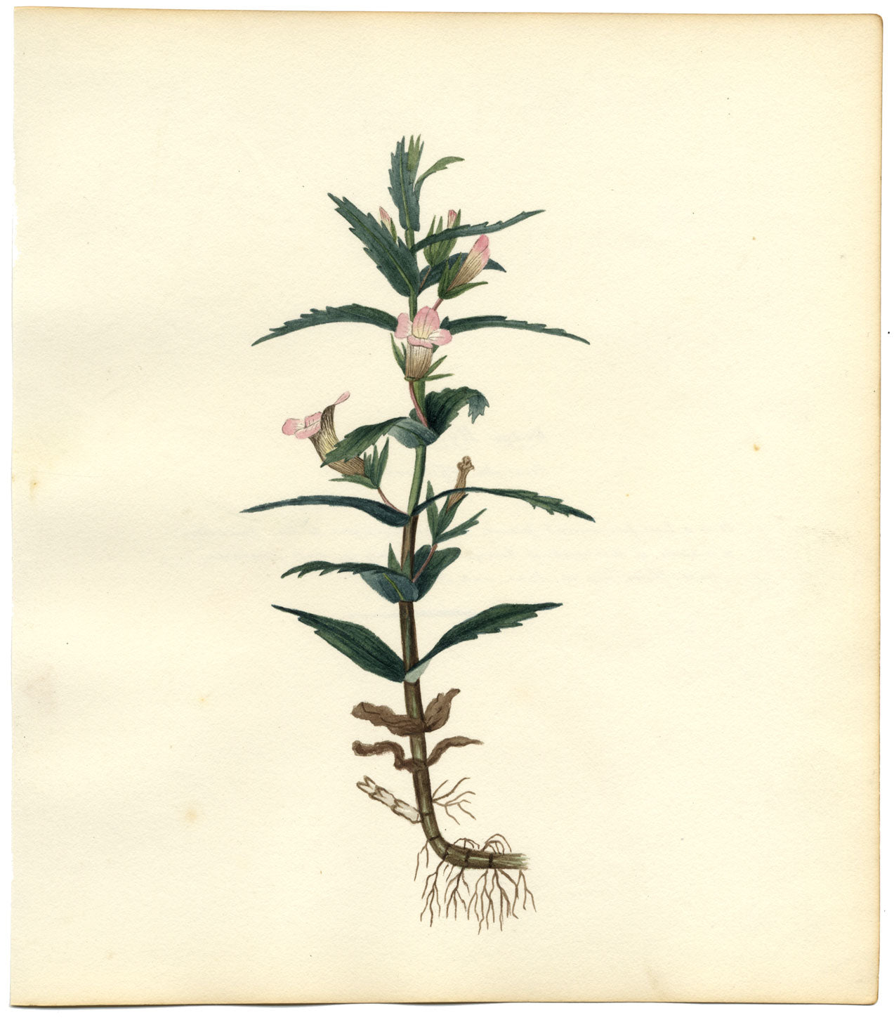 Hedge Hyssop (Gratiola Officinalis) Flower – c.1830s watercolour painting