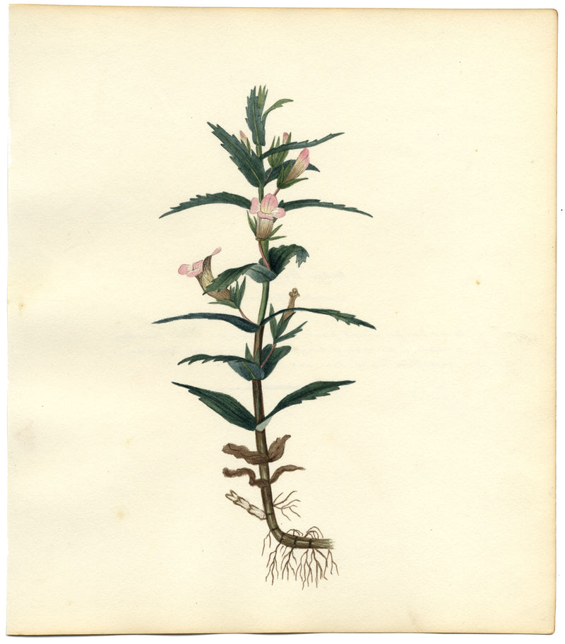 Hedge Hyssop (Gratiola Officinalis) Flower – c.1830s watercolour painting