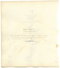 Hedge Hyssop (Gratiola Officinalis) Flower – c.1830s watercolour painting