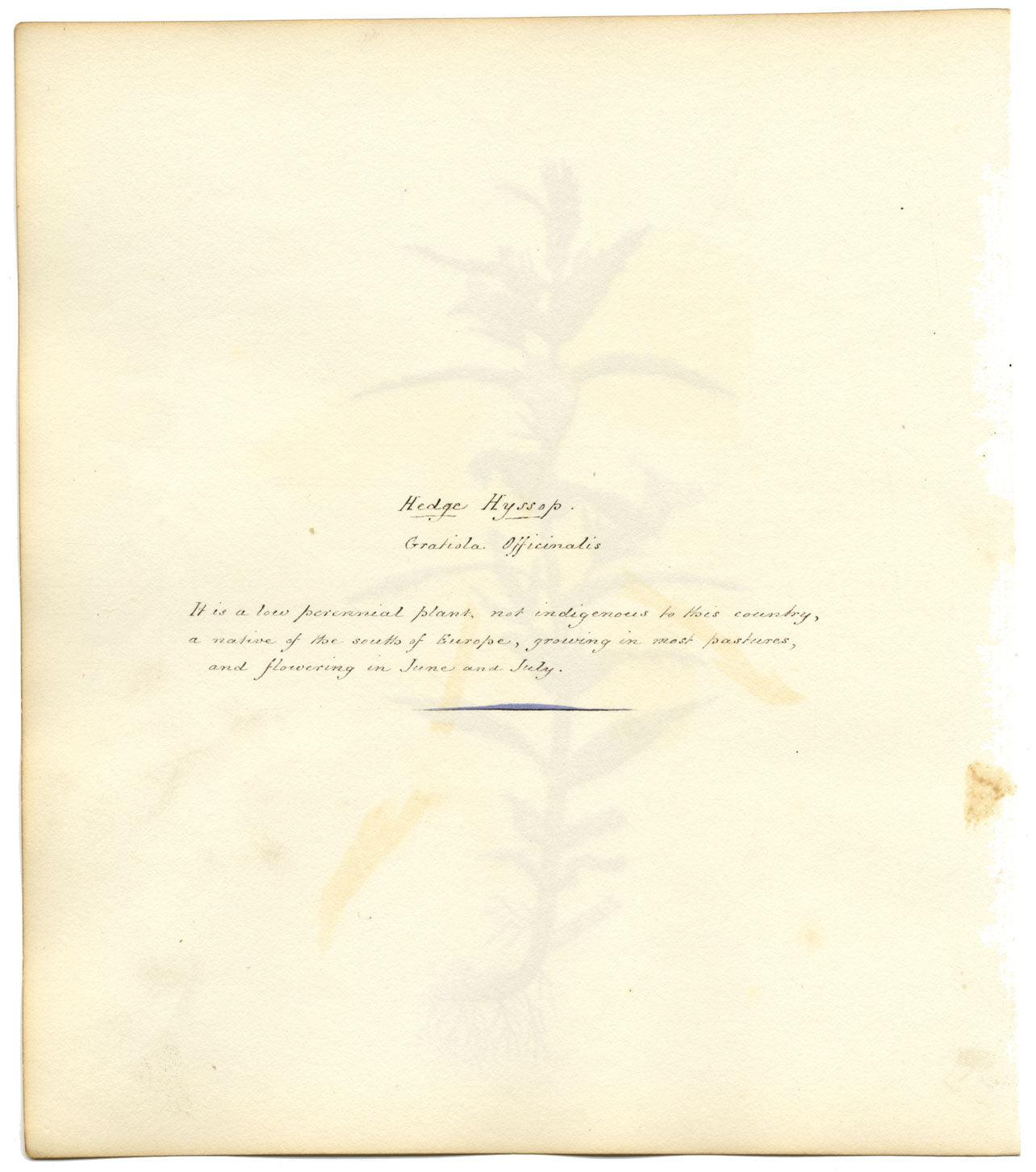 Hedge Hyssop (Gratiola Officinalis) Flower – c.1830s watercolour painting