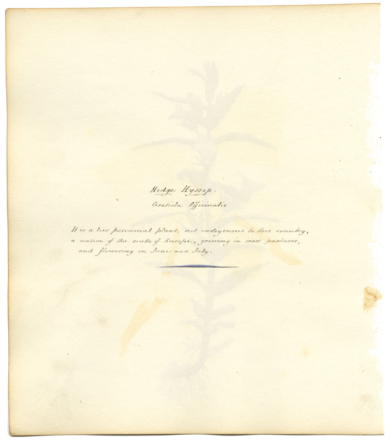 Hedge Hyssop (Gratiola Officinalis) Flower – c.1830s watercolour painting