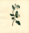 Officinal Storax Tree (Styrax Officinale) – c.1830s watercolour painting