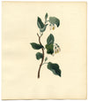 Officinal Storax Tree (Styrax Officinale) – c.1830s watercolour painting