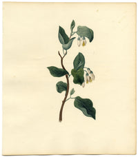 Officinal Storax Tree (Styrax Officinale) – c.1830s watercolour painting