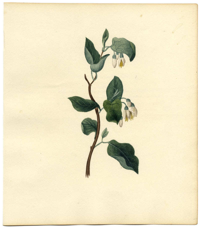 Officinal Storax Tree (Styrax Officinale) – c.1830s watercolour painting