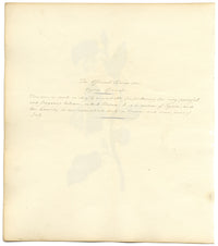 Officinal Storax Tree (Styrax Officinale) – c.1830s watercolour painting