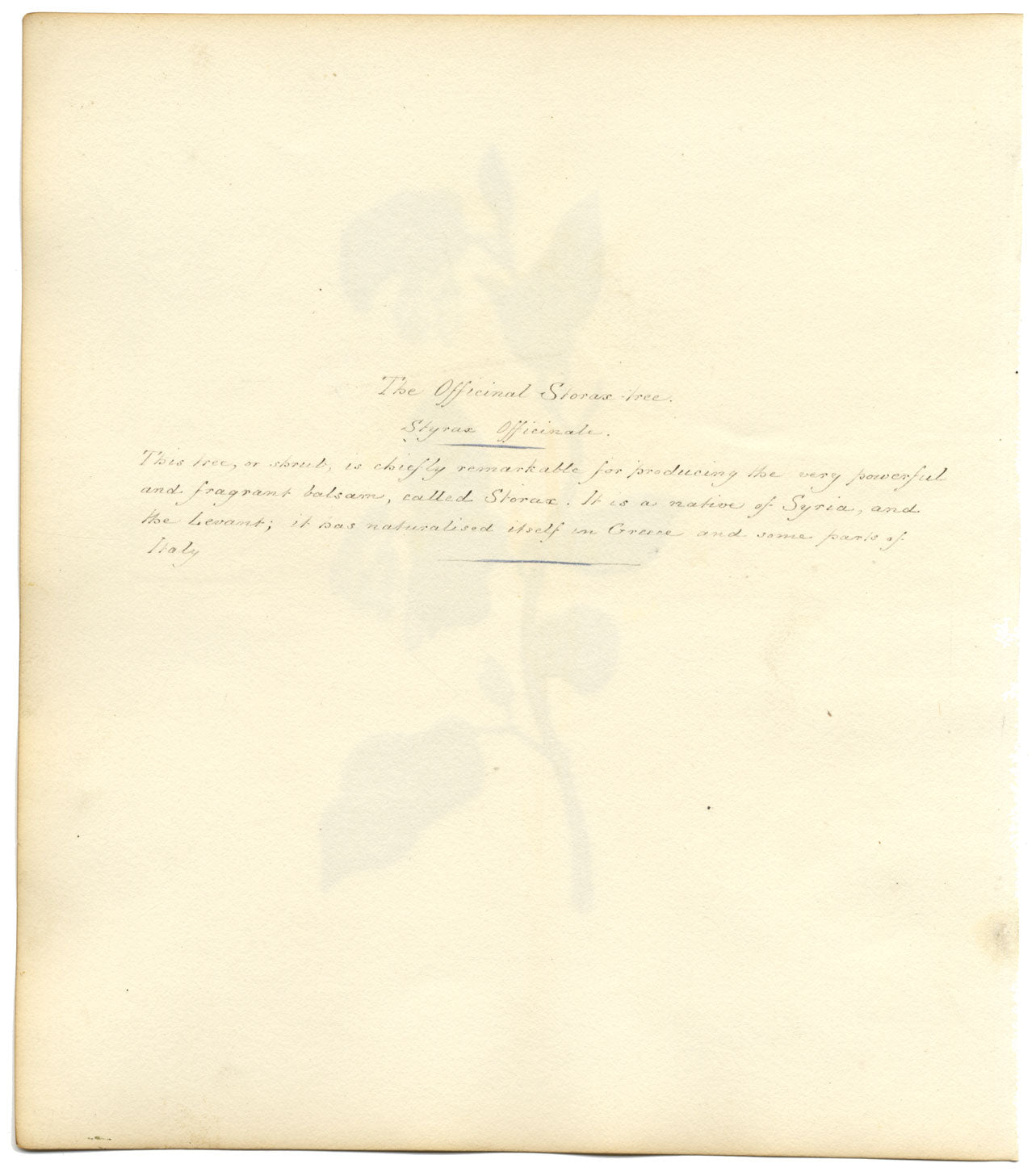 Officinal Storax Tree (Styrax Officinale) – c.1830s watercolour painting