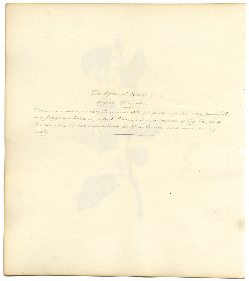 Officinal Storax Tree (Styrax Officinale) – c.1830s watercolour painting