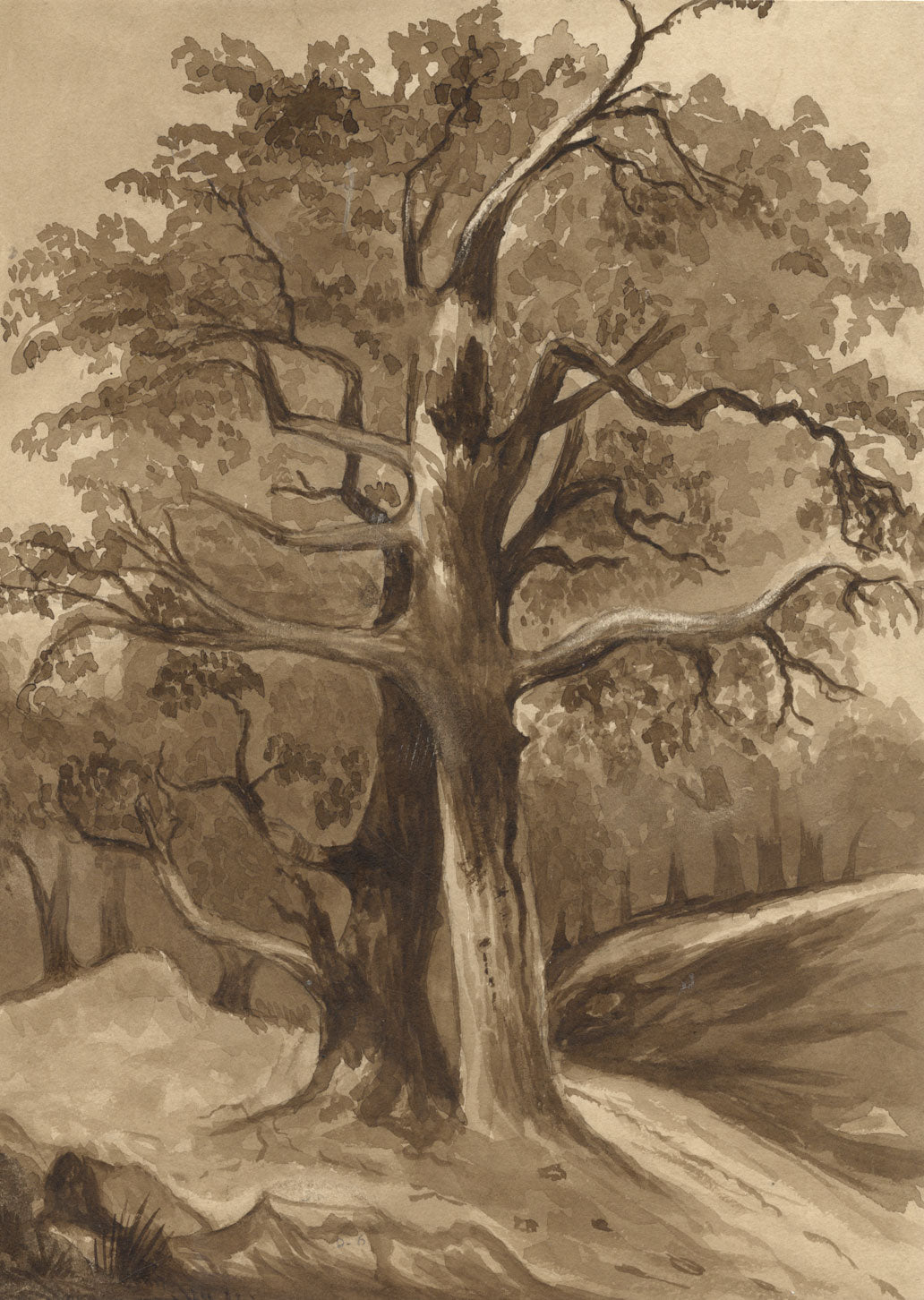R. Curtis, Tree Study in Sepia – Original 1856 watercolour painting