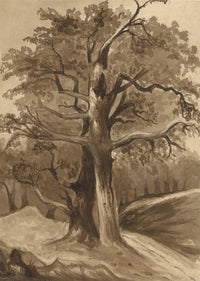 R. Curtis, Tree Study in Sepia – Original 1856 watercolour painting
