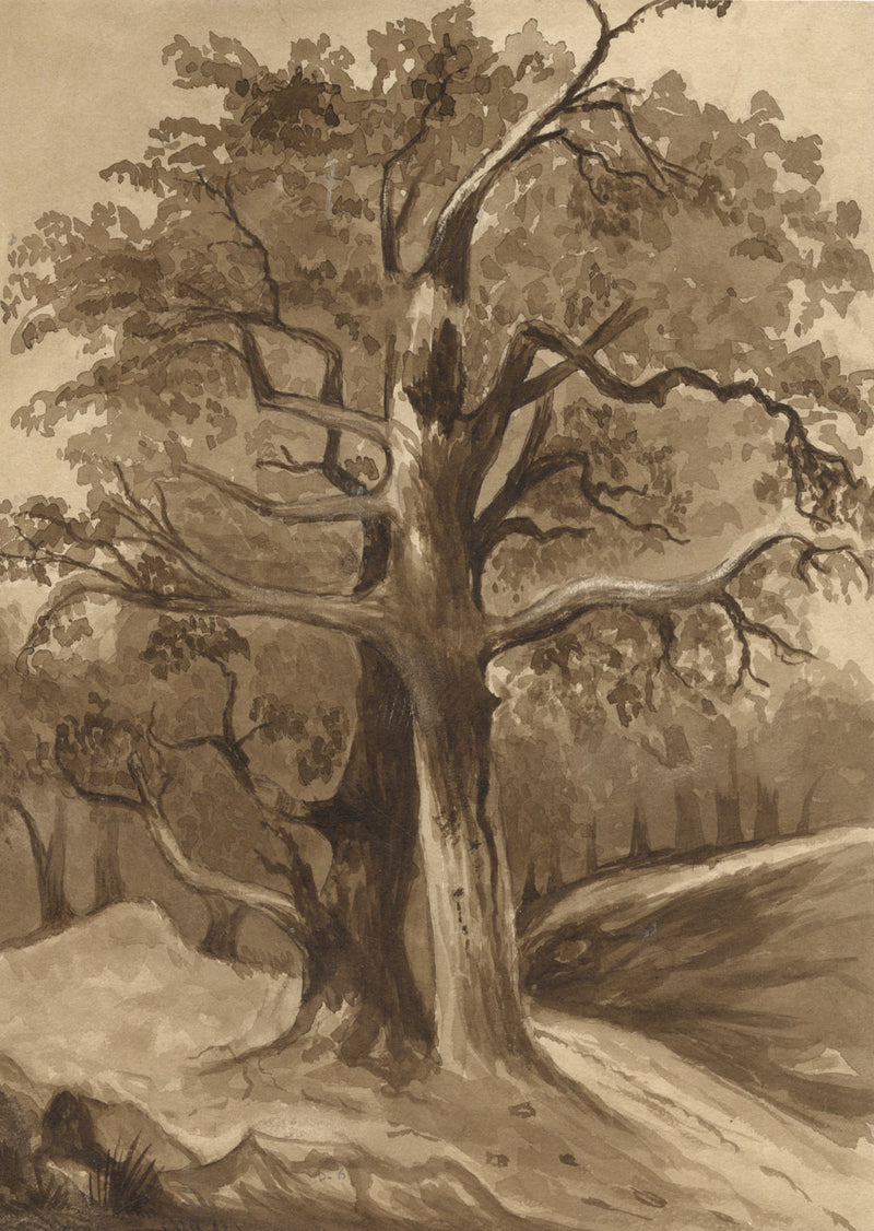R. Curtis, Tree Study in Sepia – Original 1856 watercolour painting