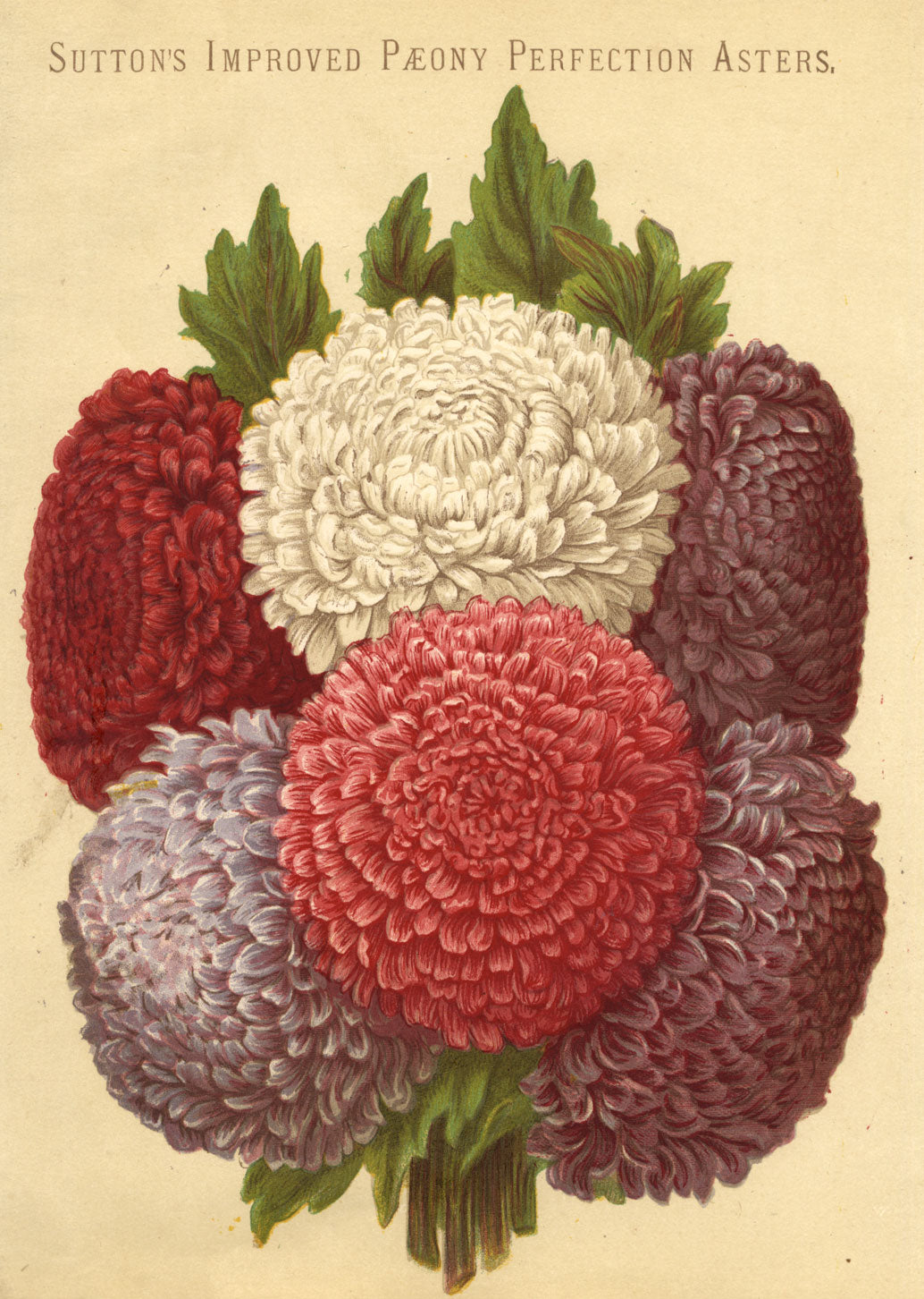Suttons Seeds Improved Peony Perfection Asters – 19th-century chromolithograph