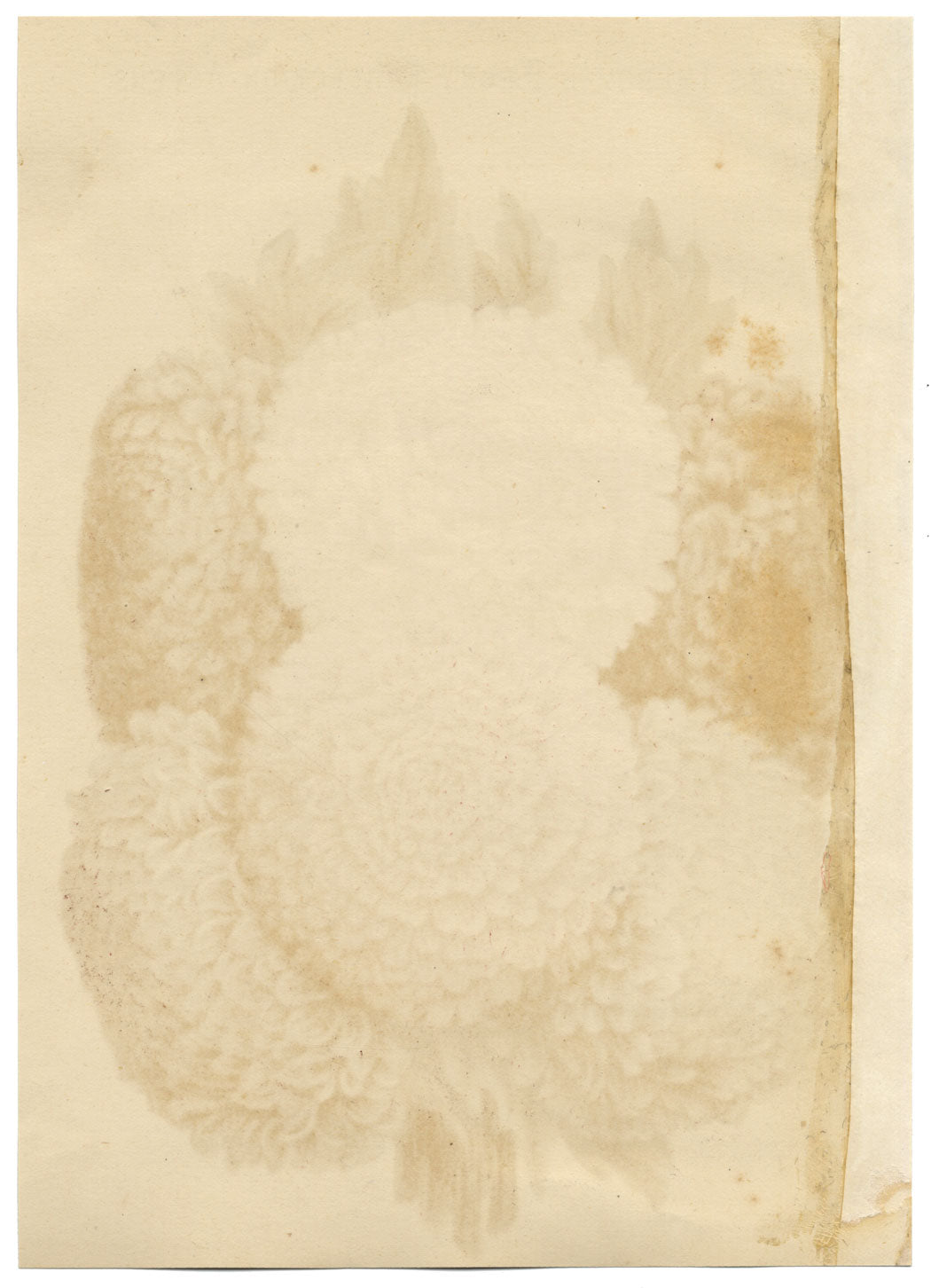 Suttons Seeds Improved Peony Perfection Asters – cromolitografia del XIX secolo