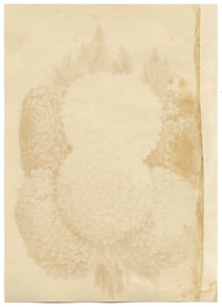 Suttons Seeds Improved Peony Perfection Asters – cromolitografia del XIX secolo