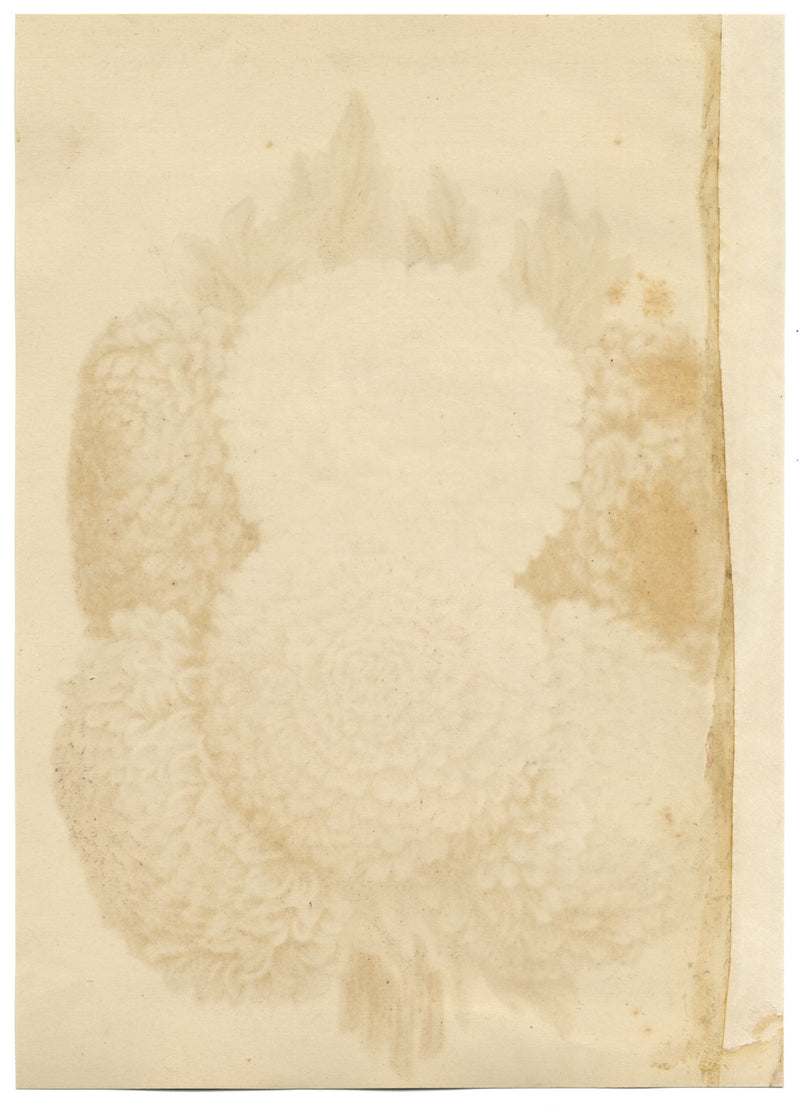 Suttons Seeds Improved Peony Perfection Asters – cromolitografia del XIX secolo