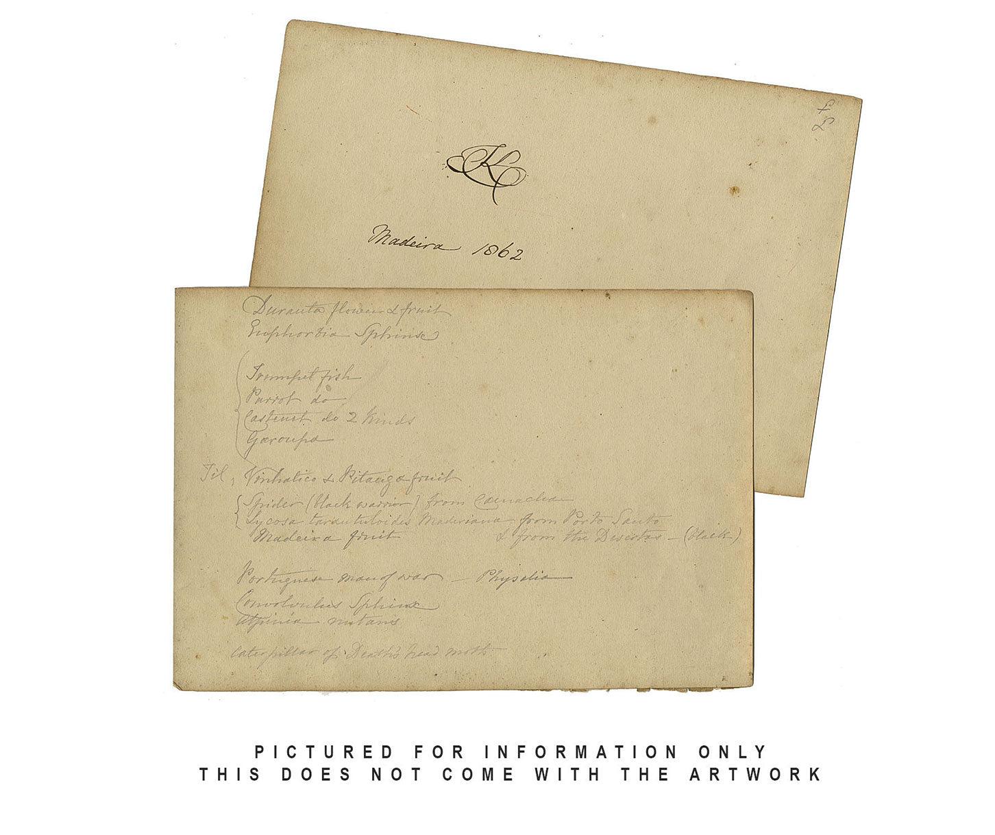 Goliath Beetle of the Gabon, West Africa – Original 1862 pen & ink drawing