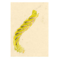 Madeira Island Death's-head Hawkmoth Caterpillar – 1862 watercolour painting