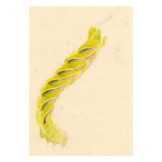 Madeira Island Death's-head Hawkmoth Caterpillar – 1862 watercolour painting