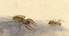 Madeira Wolf Spiders, Hogna Maderiana Tarantulas – 1862 watercolour painting
