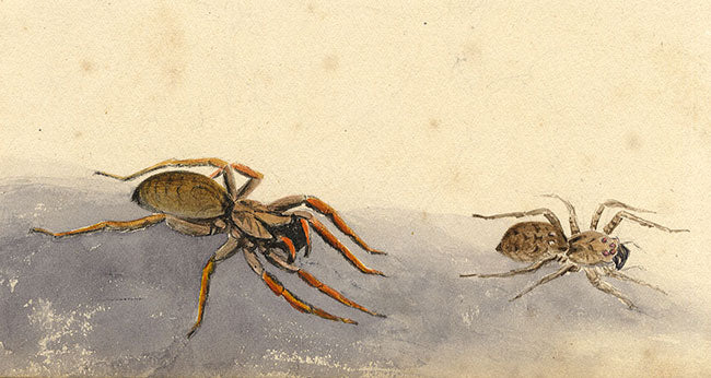 Madeira Wolf Spiders, Hogna Maderiana Tarantulas – 1862 watercolour painting
