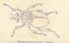 Goliath Beetle of the Gabon, West Africa – Original 1862 pen & ink drawing