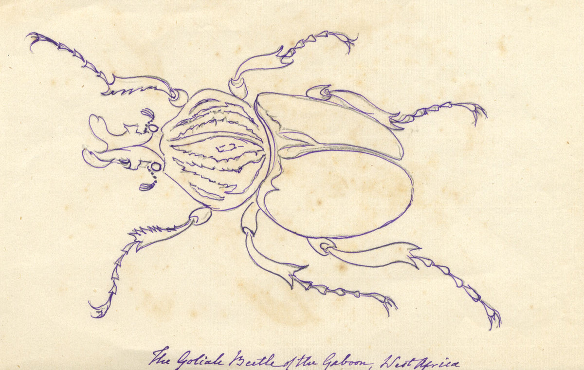 Goliath Beetle of the Gabon, West Africa – Original 1862 pen & ink drawing