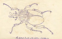 Goliath Beetle of the Gabon, West Africa – Original 1862 pen & ink drawing