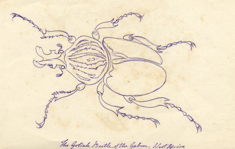 Goliath Beetle of the Gabon, West Africa – Original 1862 pen & ink drawing