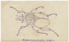 Goliath Beetle of the Gabon, West Africa – Original 1862 pen & ink drawing