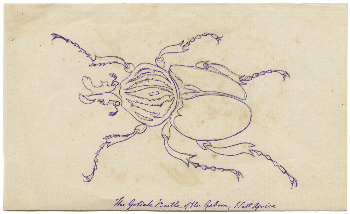 Goliath Beetle of the Gabon, West Africa – Original 1862 pen & ink drawing