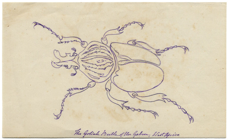 Goliath Beetle of the Gabon, West Africa – Original 1862 pen & ink drawing