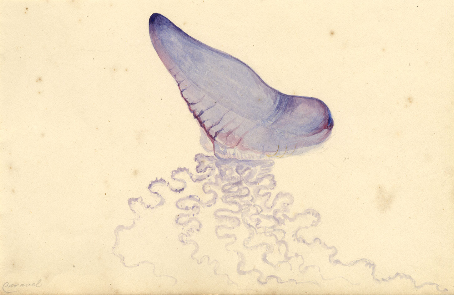 Madeira Island Portuguese Caravel Man o' War – 1862 watercolour painting