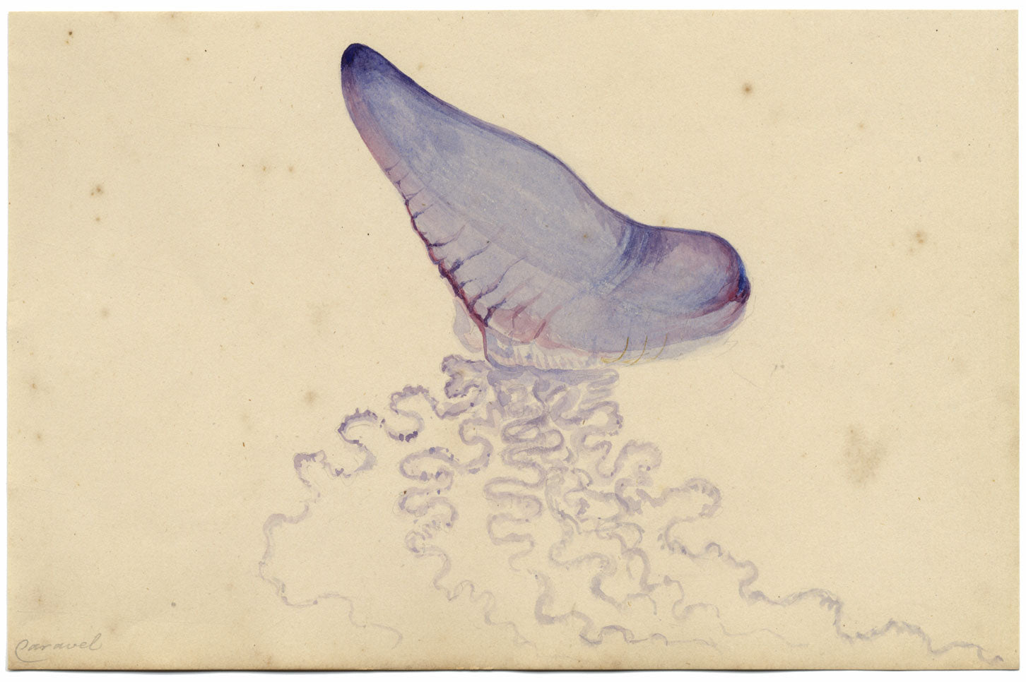 Madeira Island Portuguese Caravel Man o' War – 1862 watercolour painting