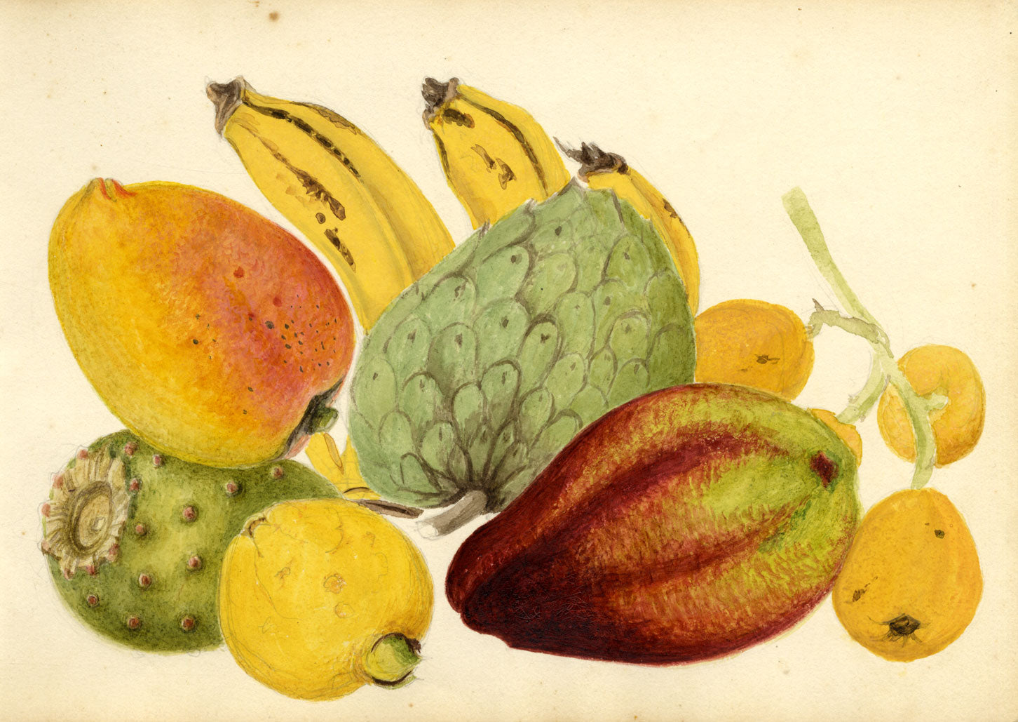 Madeira Island Fruits: Annona, Tabaibo, Nespera – 1862 watercolour painting