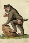 Leopold Billek, Baboon Monkey – Original c.1820 gouache painting