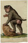 Leopold Billek, Baboon Monkey – Original c.1820 gouache painting