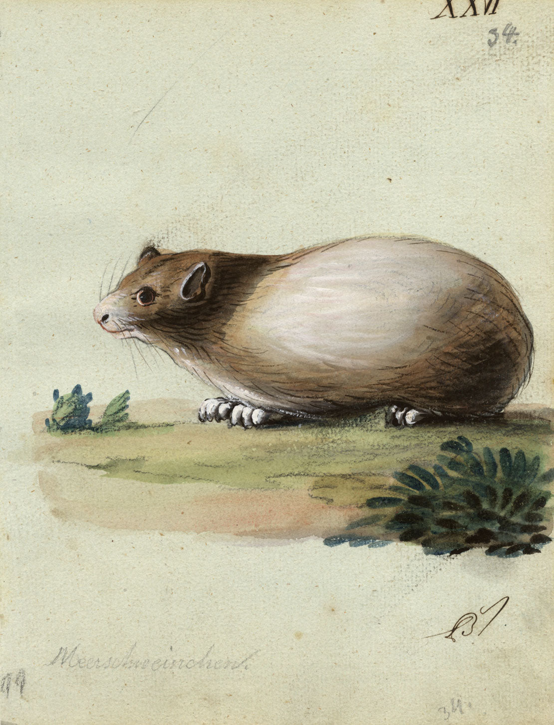 Leopold Billek, Guinea Pig (Meerschweinchen) – Original c.1820 gouache painting