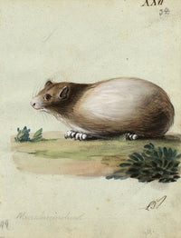 Leopold Billek, Guinea Pig (Meerschweinchen) – Original c.1820 gouache painting