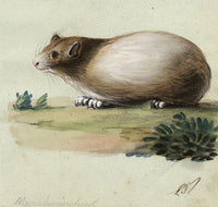 Leopold Billek, Guinea Pig (Meerschweinchen) – Original c.1820 gouache painting