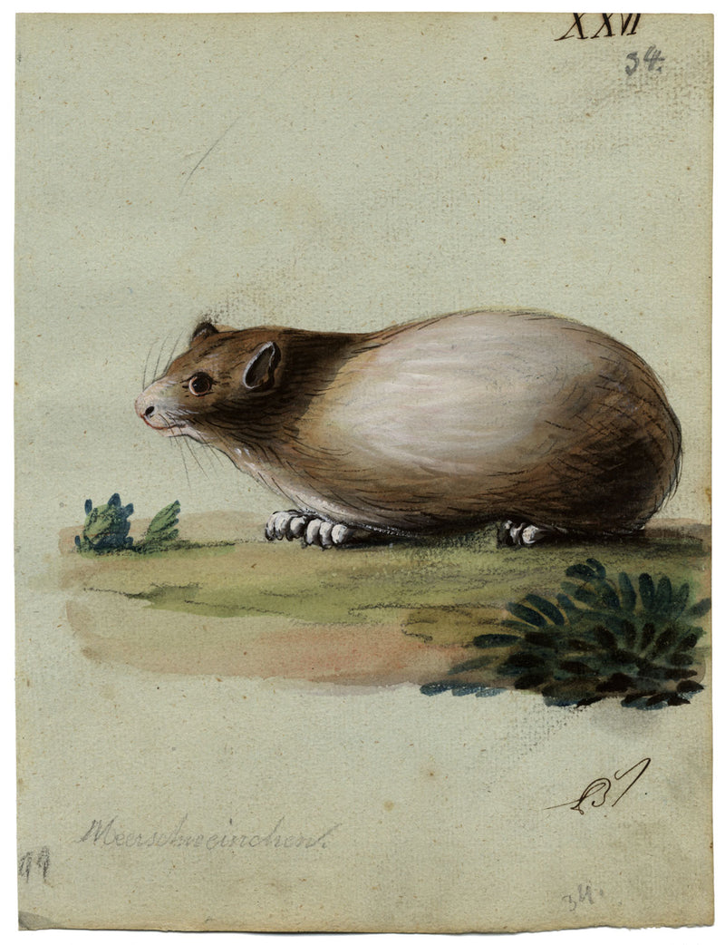 Leopold Billek, Guinea Pig (Meerschweinchen) – Original c.1820 gouache painting