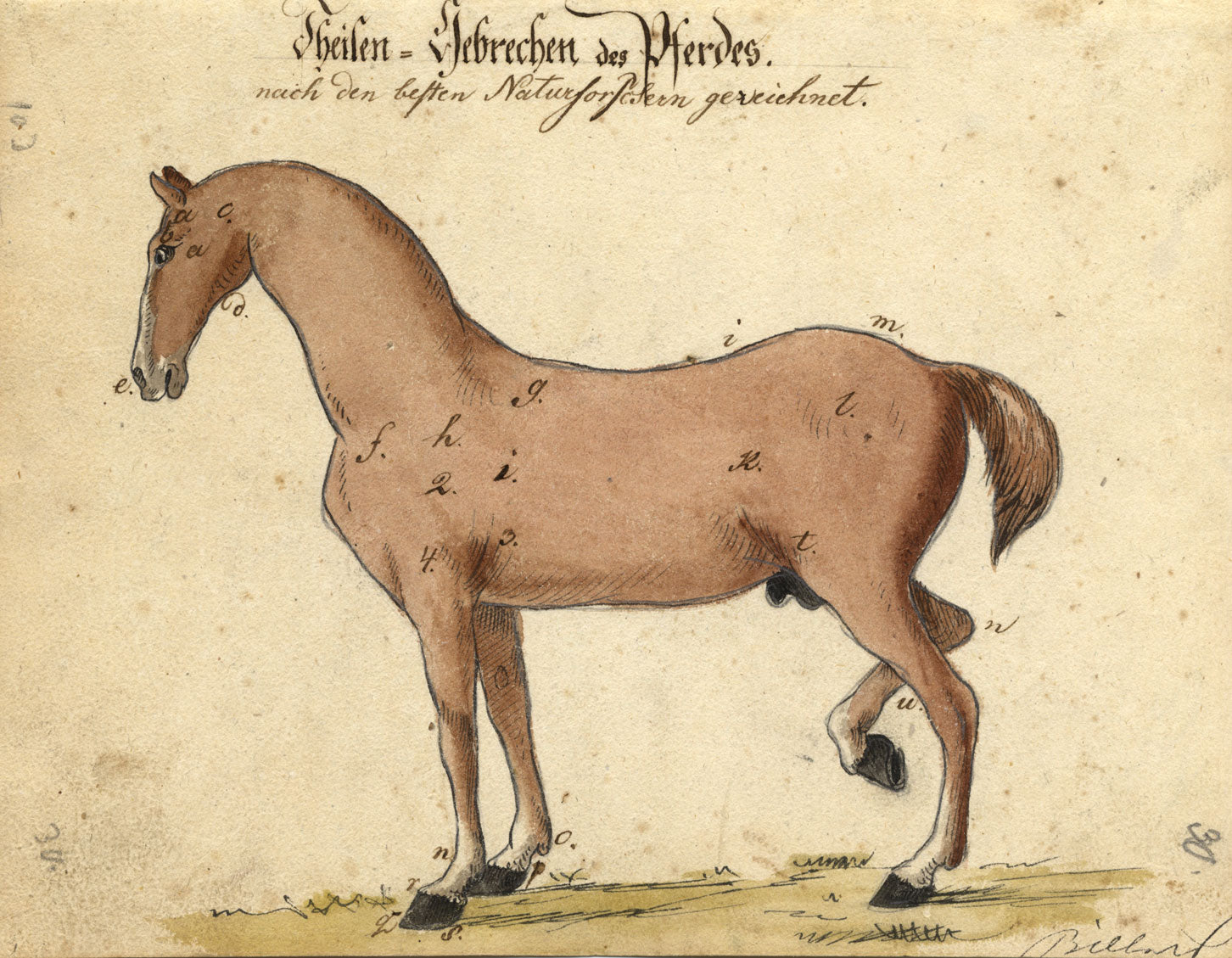 Leopold Billek, Ailments of Horses – Original c.1820 watercolour painting